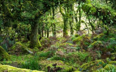 Shinrin-Yoku (Forest Bathing)